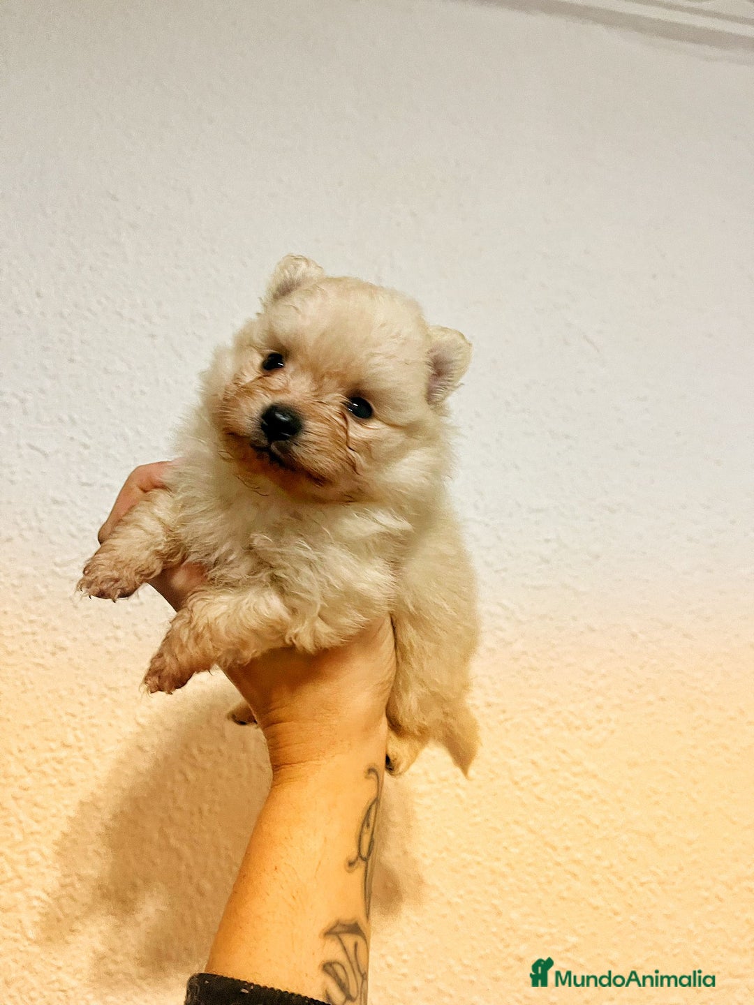 Pomerania perros en venta: Pomerania Toy cremita Carita de osito Fotos real  - Anuncio 1