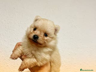 Pomerania perros Pomerania Toy cremita Carita de osito Fotos real - Anuncio 12