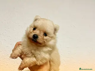 Pomerania perros Pomerania Toy cremita Carita de osito Fotos real - Anuncio 4