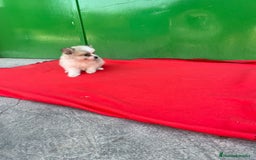 Pomerania perros en venta: Lulu pomerania toy - Imagen 3