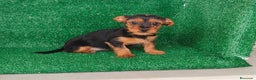 Yorkshire Terrier perros en venta: Yorkshire terrier  - Anuncio 7