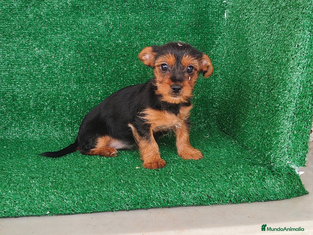 Yorkshire Terrier perros en venta: Yorkshire terrier  - Anuncio 7