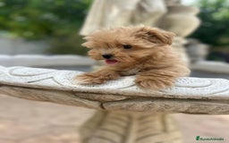 Maltipoo perros en venta: EJEMPLARES DE MALTIPOO  - Imagen 5