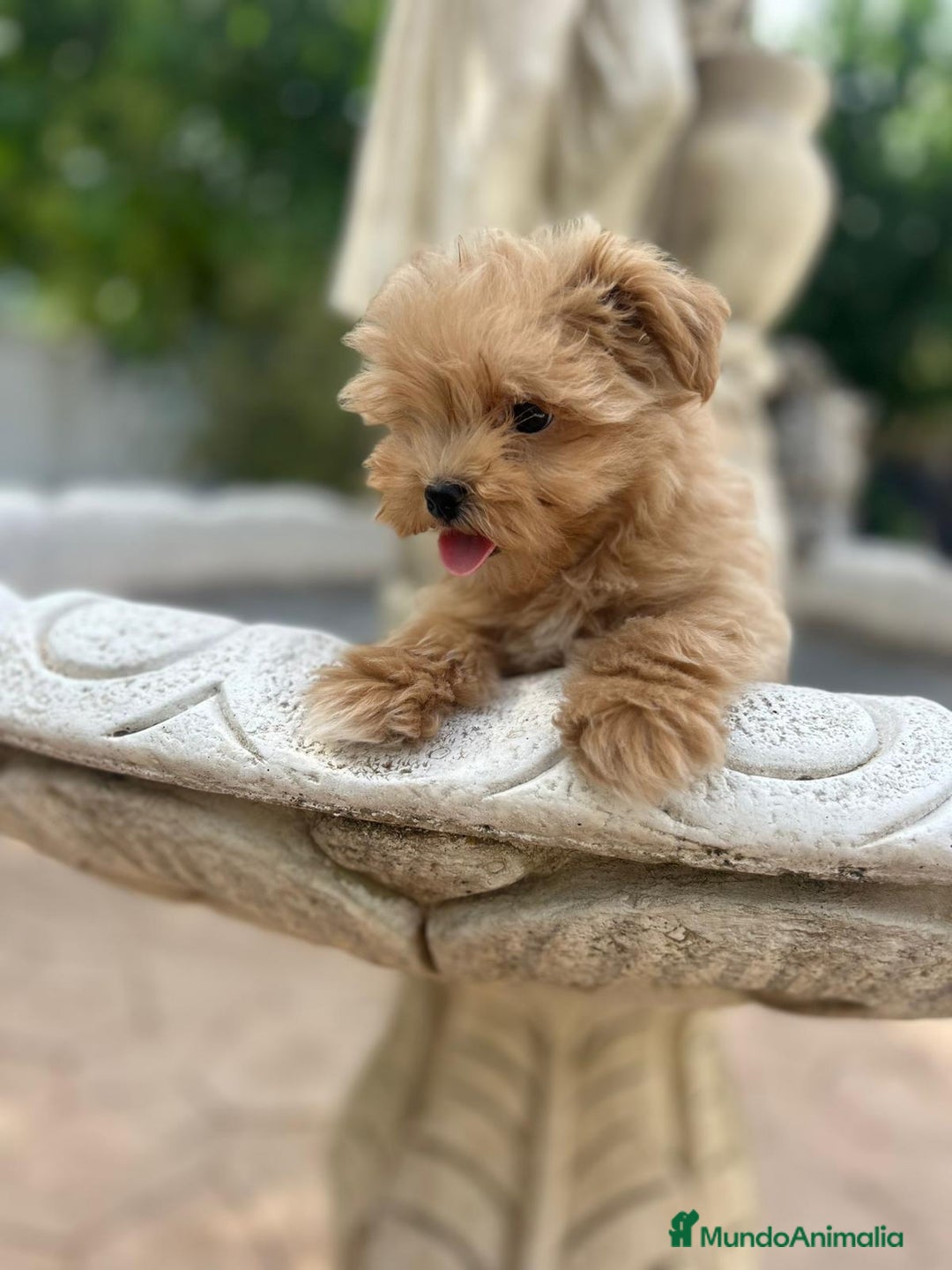 Maltipoo perros en venta: EJEMPLARES DE MALTIPOO  - Imagen 5