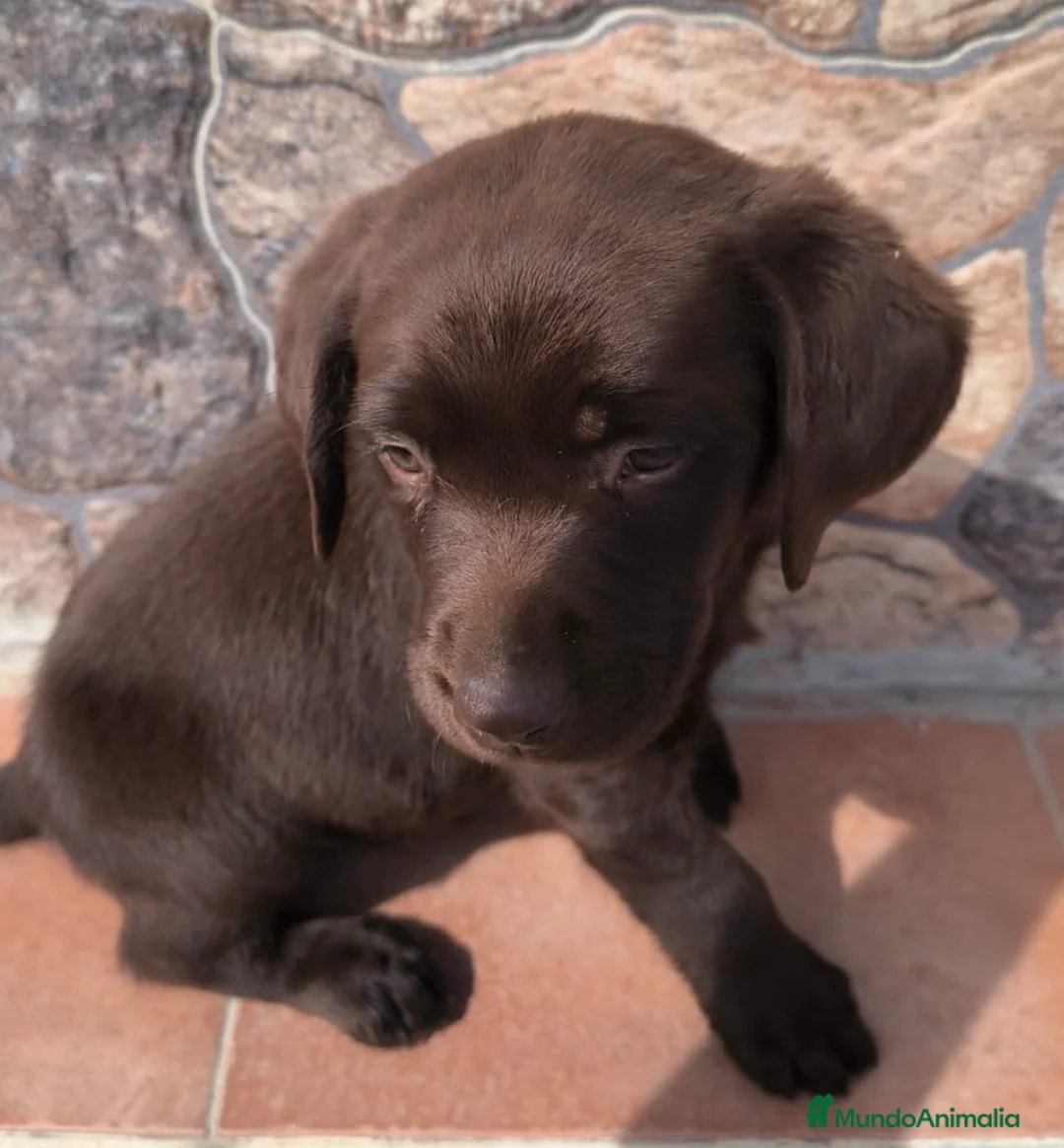 Labrador Retriever perros en venta: Labrador retriever dorado🐾🐶 - Anuncio 1
