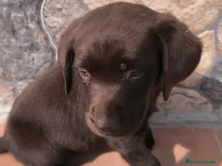 Labrador Retriever perros Labrador retriever dorado🐾🐶 - Anuncio 4