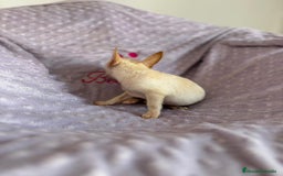 Chihuahua perros en venta: Chihuahua mini toy  - Imagen 9