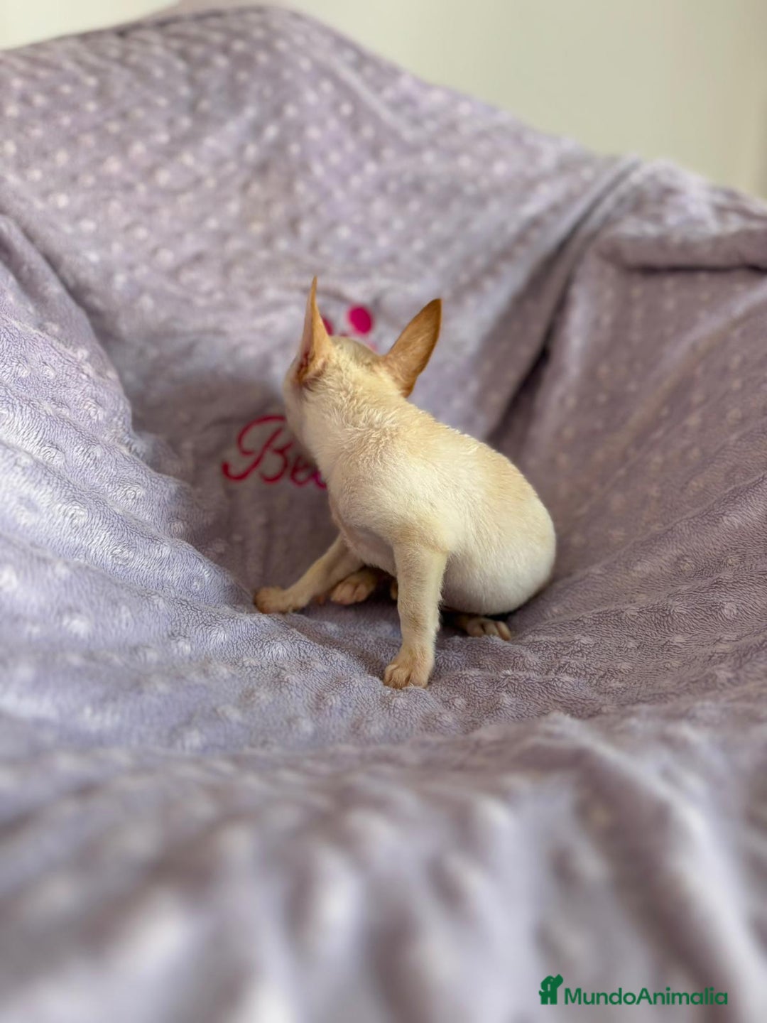 Chihuahua perros en venta: Chihuahua mini toy  - Imagen 9
