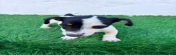 Jack Russell Terrier perros en venta: Jack Russell terrier - Anuncio 6