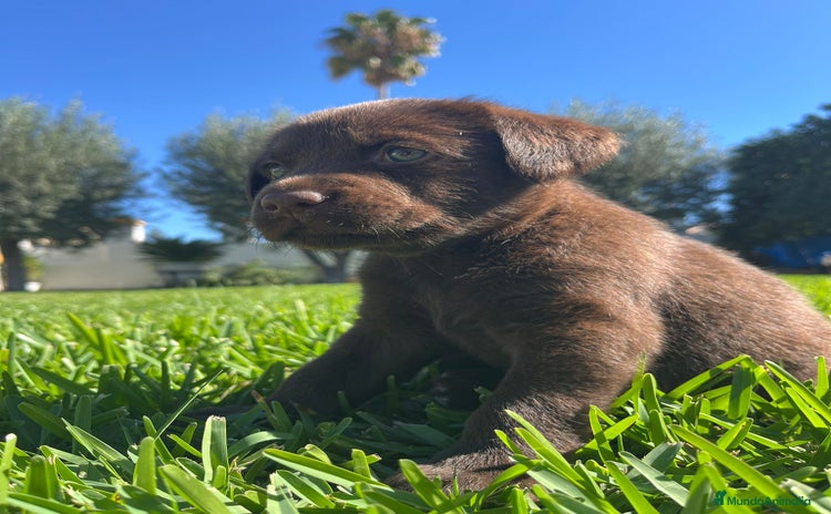 Labrador Retriever perros - Anuncio 1