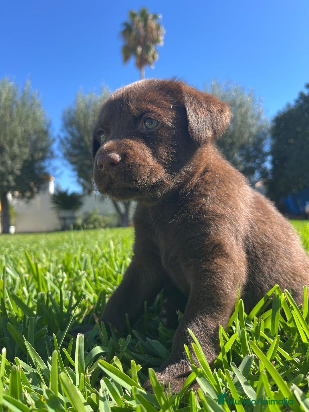 Labrador Retriever perros en venta: Cachorros labrador chocolate  - Imagen 1