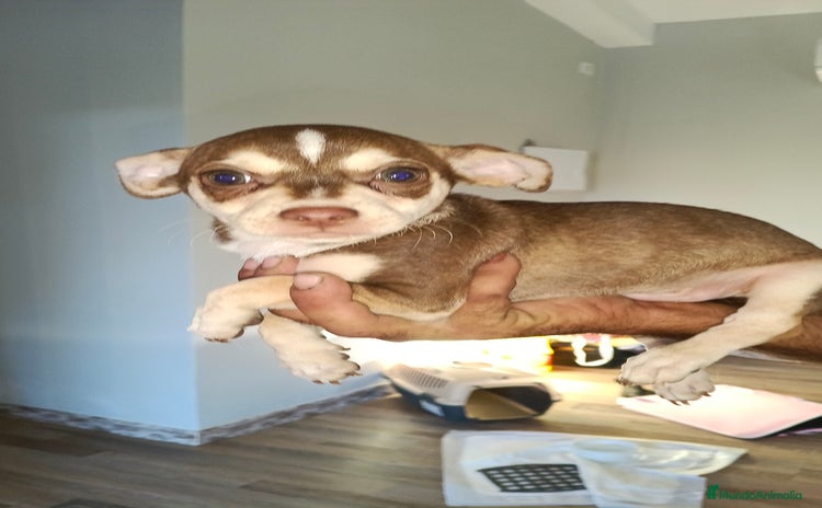 Chihuahua perros - Anuncio 1