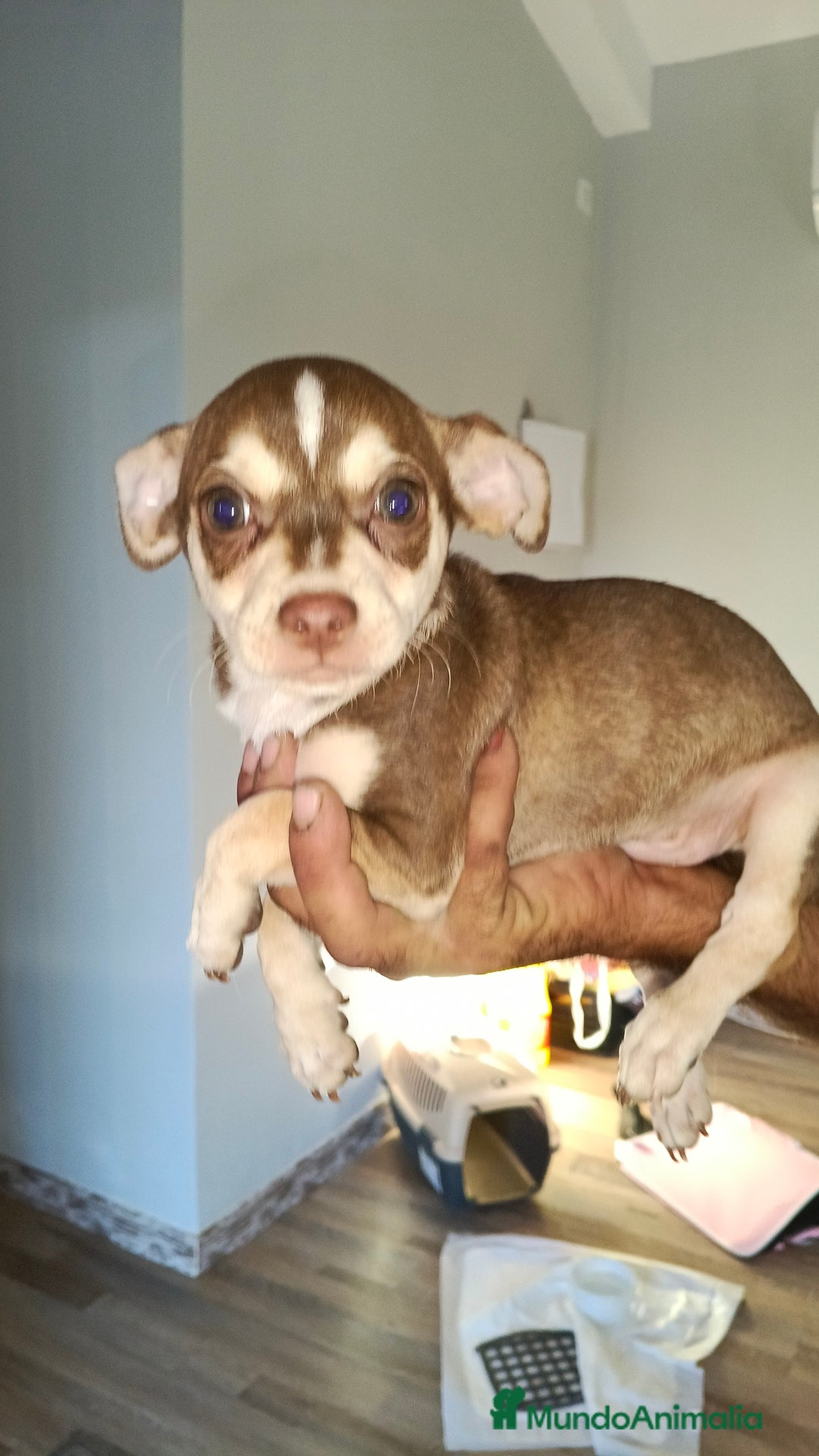 Chihuahua perros en adopcion: Chihuahua estándar  - Imagen 1