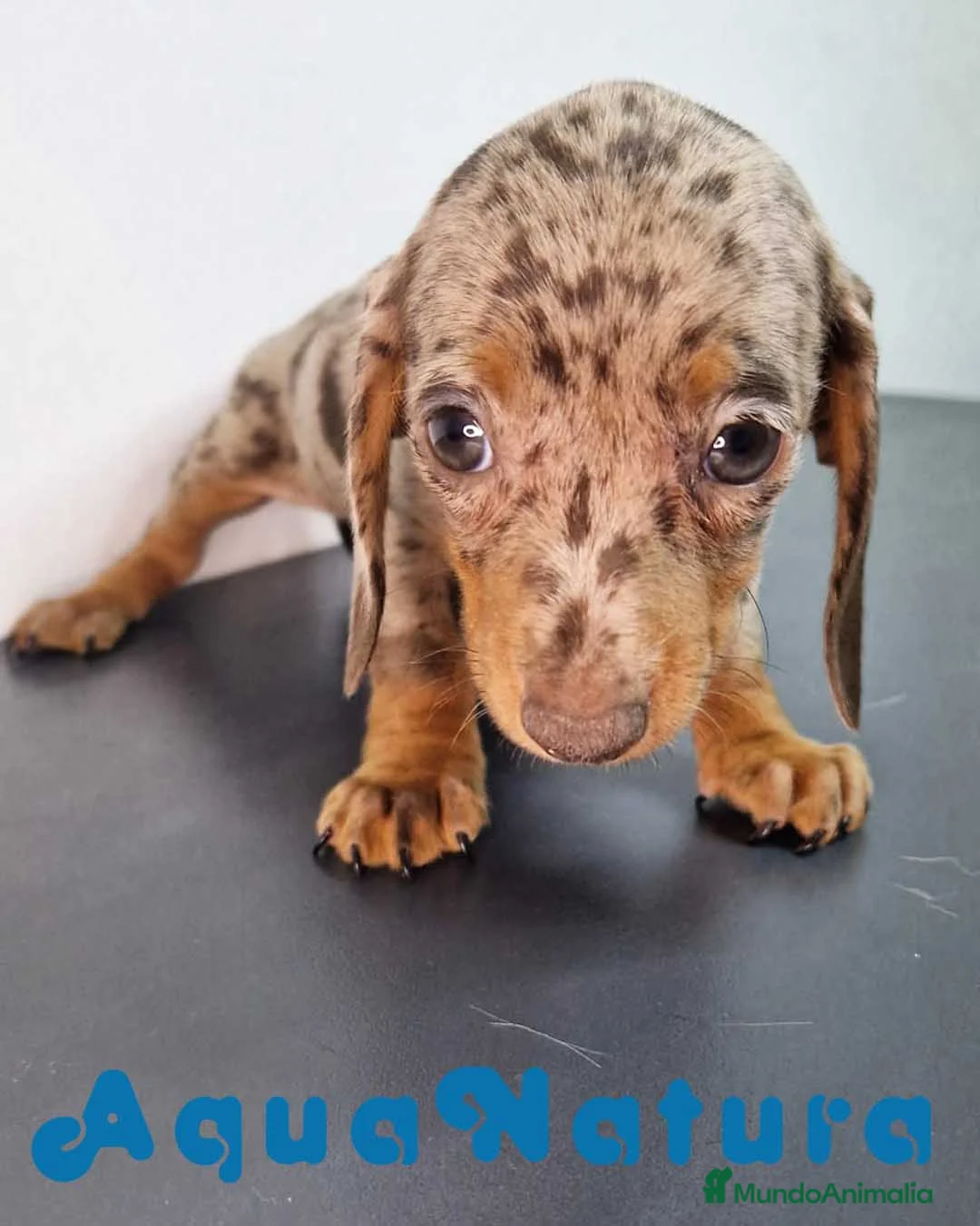 Teckel Miniatura perros en venta: Teckel Hembra 9069 - AQUANATURA en Barcelona - Anuncio 9