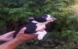 Boston Terrier perros en venta: BOSTON. CALIDAD Y SELECCIÓN  - Imagen 4