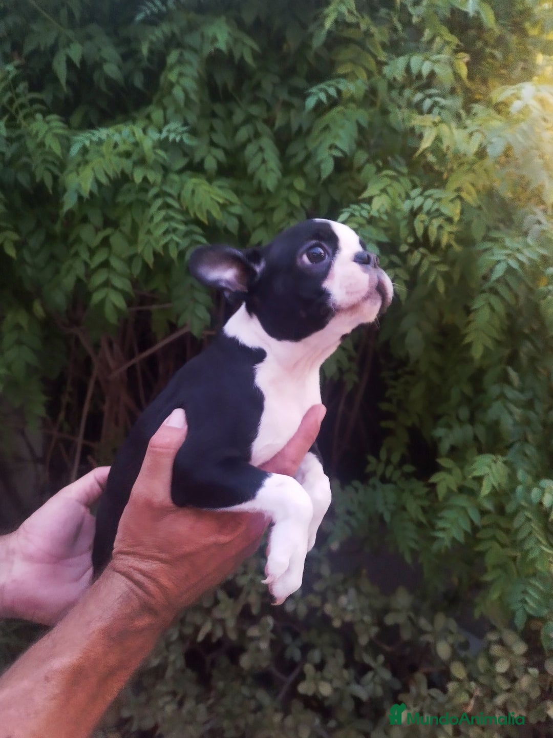 Boston Terrier perros en venta: BOSTON. CALIDAD Y SELECCIÓN  - Imagen 4