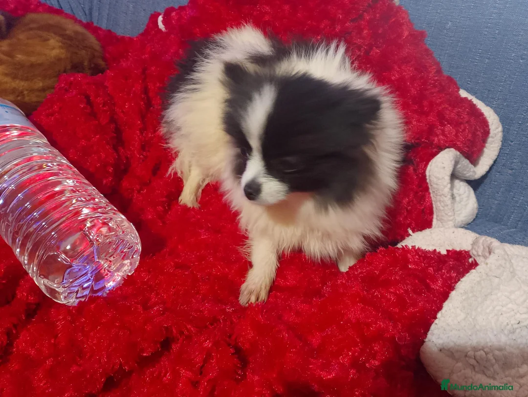 Pomerania perros en venta: Dos pomerania hembras - Anuncio 2