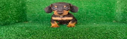 Teckel Miniatura perros en venta: teckel miniatura - Anuncio 10