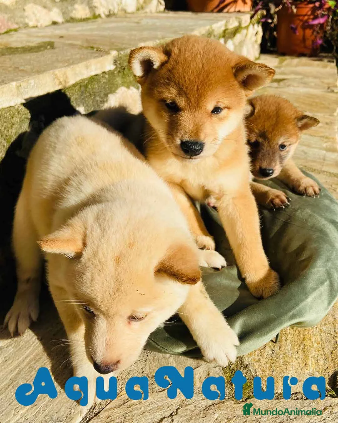 Shiba Inu perros en venta: Camada Shiba Inu de Melani - AQUANATURA en Barcelona - Anuncio 4