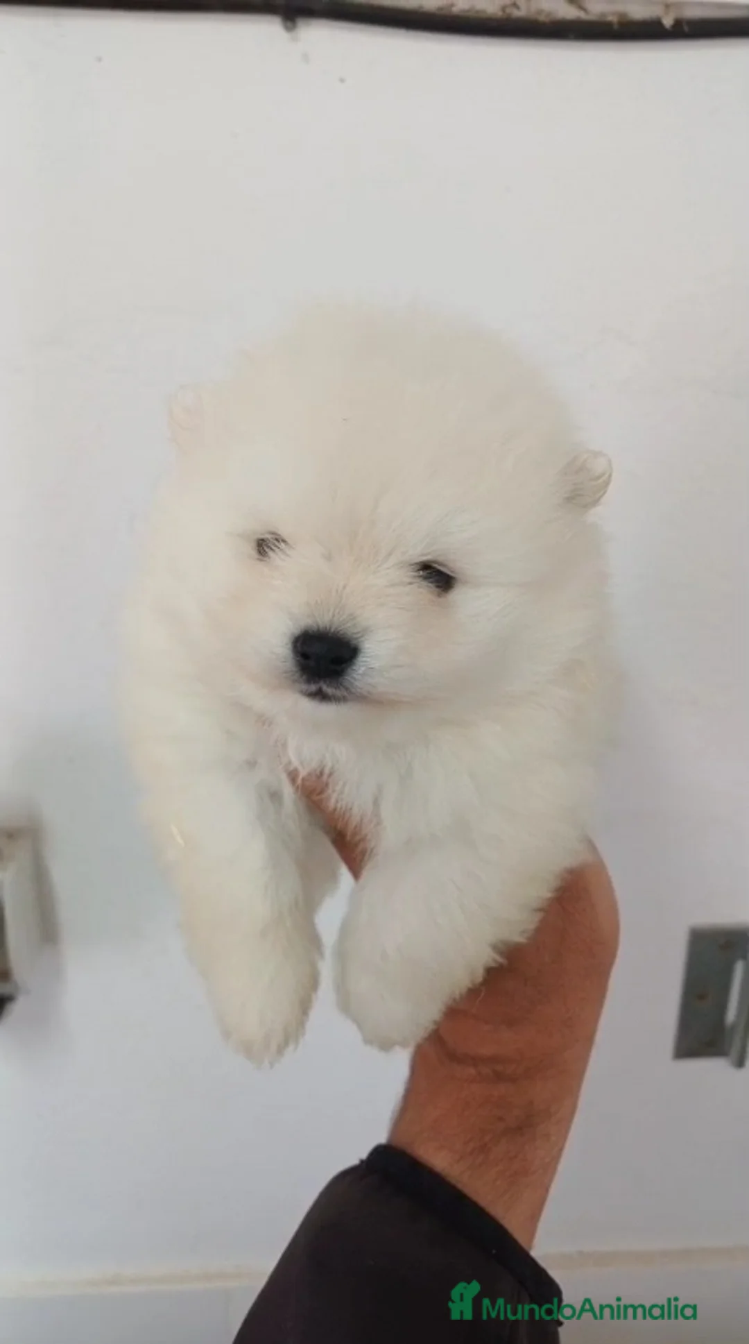 Pomerania perros en venta: Pomerania Mini  - Anuncio 1