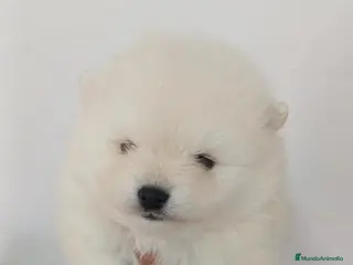 Pomerania perros Pomerania Mini - Anuncio 1