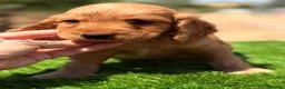 Cocker Spaniel Inglés perros en venta: CAMADA COCKER SPANIEL DORADO - Anuncio 8