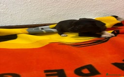 Chihuahua perros en venta: Chihuahua toy - Imagen 15