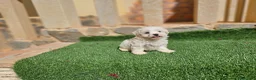 Bichón Maltés perros en venta: Bichón linea coreana  - Anuncio 2