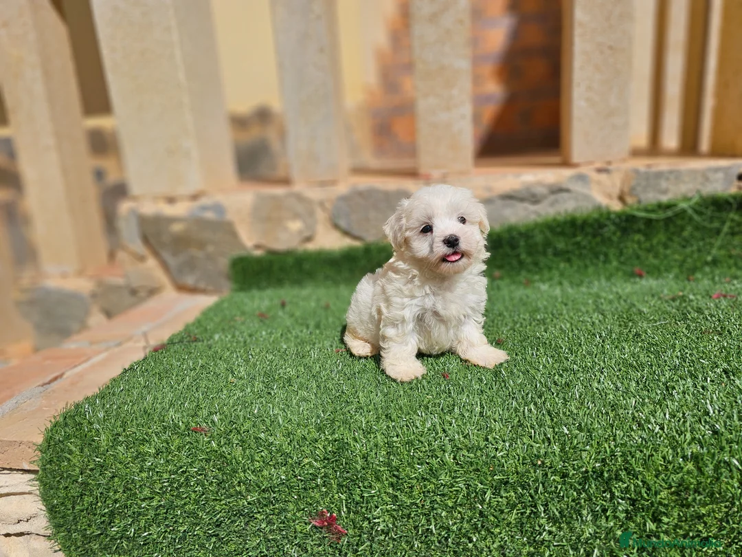 Bichón Maltés perros en venta: Bichón linea coreana  - Anuncio 2