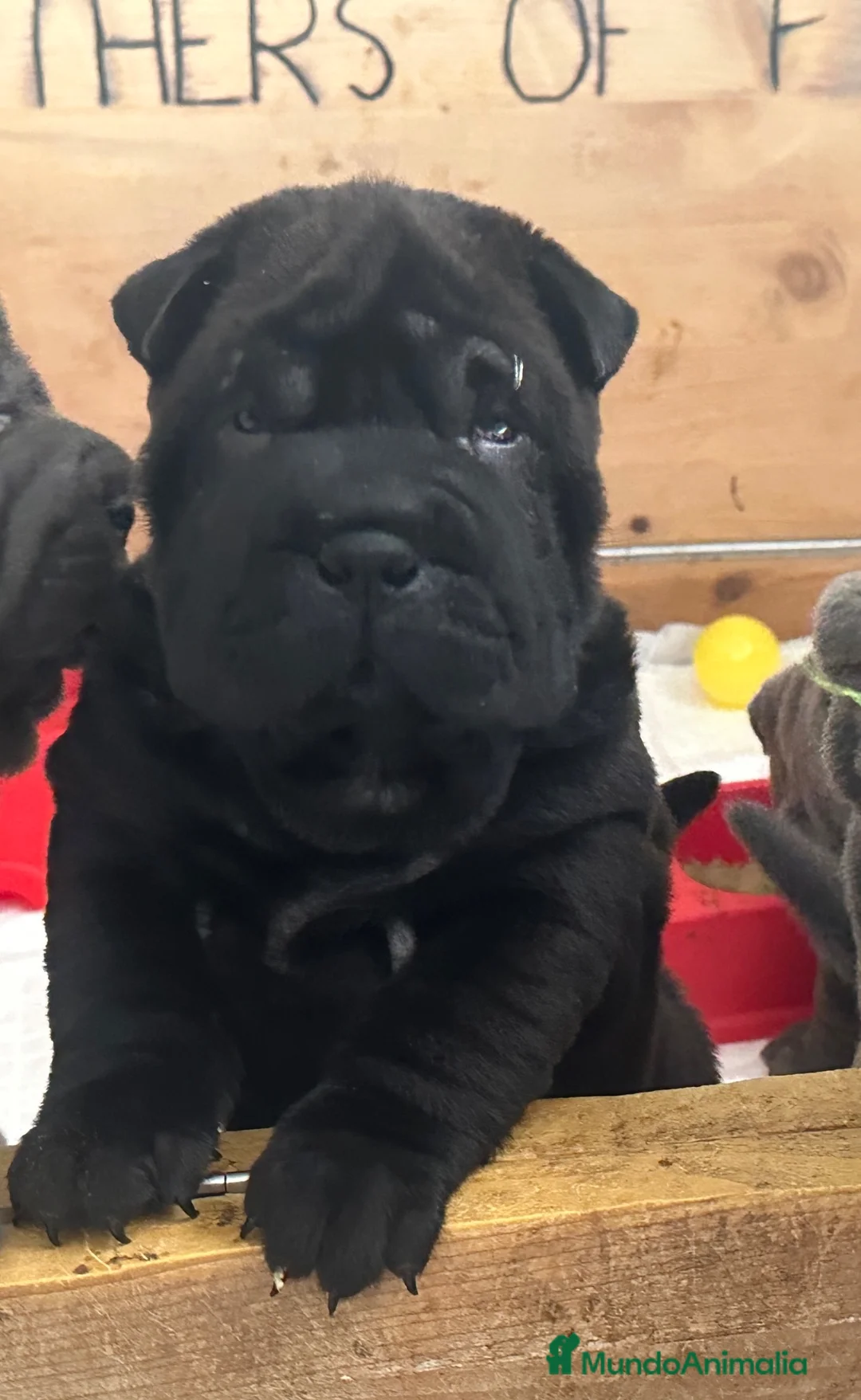Shar Pei perros en venta: Cachorros shar pei Cataluña  - Anuncio 6