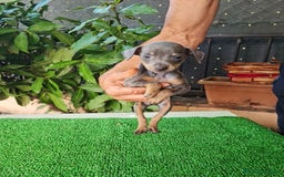 Ratón de Praga perros en venta: Raton de praga - Imagen 24