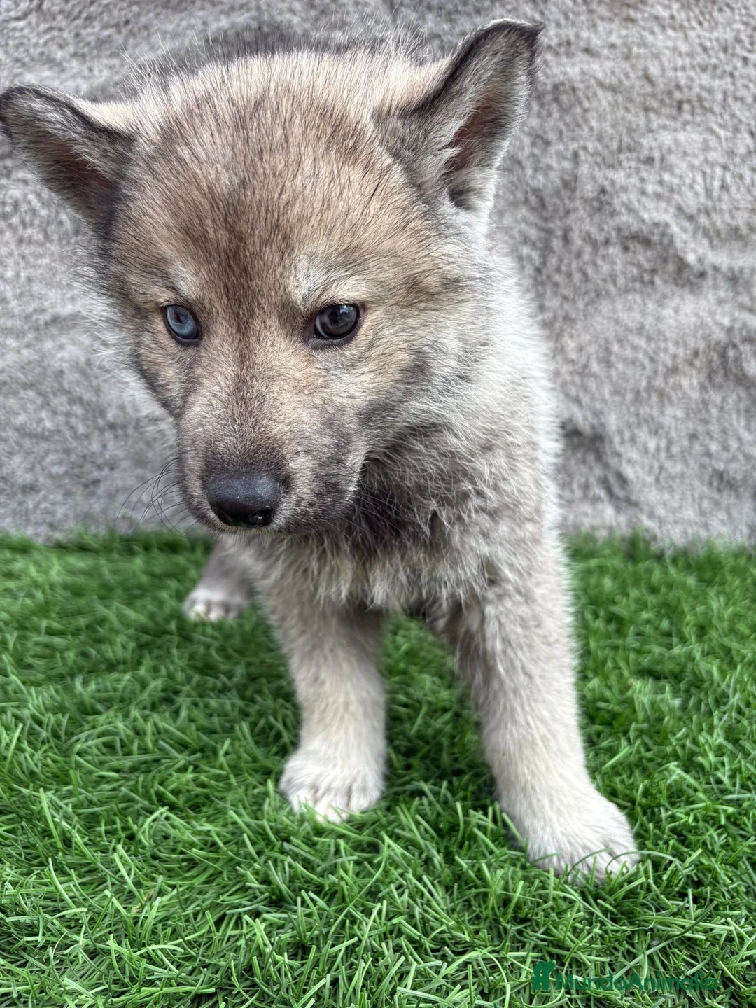 Husky Siberiano perros en venta: Macho de Husky siberiano agouti ojo azul  - Anuncio 9