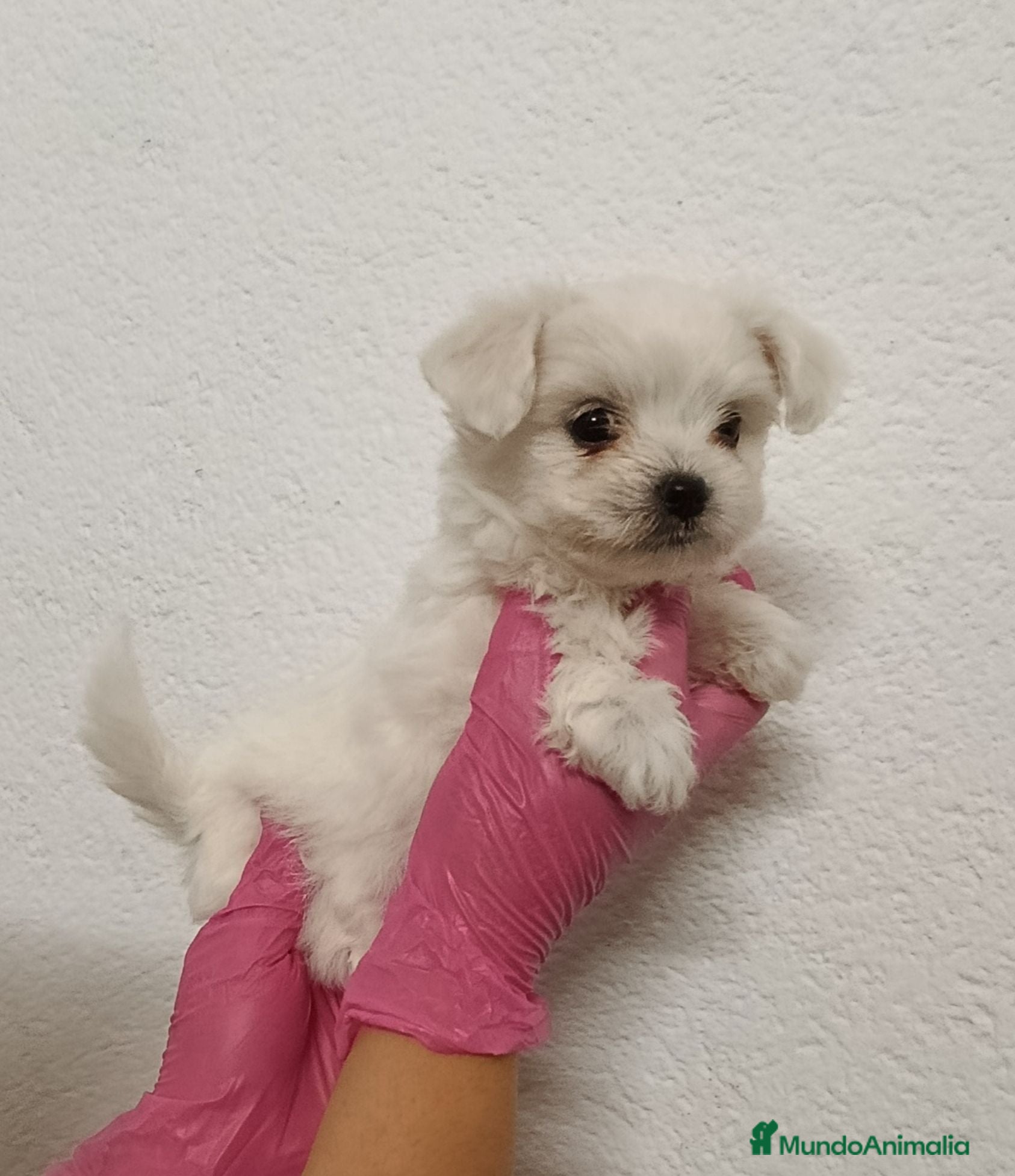 Bichón Maltés perros Bichón maltés  - Anuncio 1