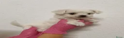 Bichón Maltés perros en venta: Bichón maltés  - Anuncio 1