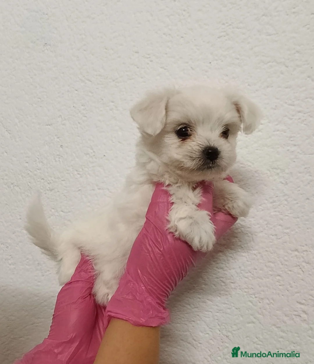 Bichón Maltés perros en venta: Bichón maltés  - Anuncio 1