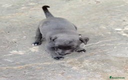 Whippet perros en venta: Whippet blue, isabela verdino - Imagen 16