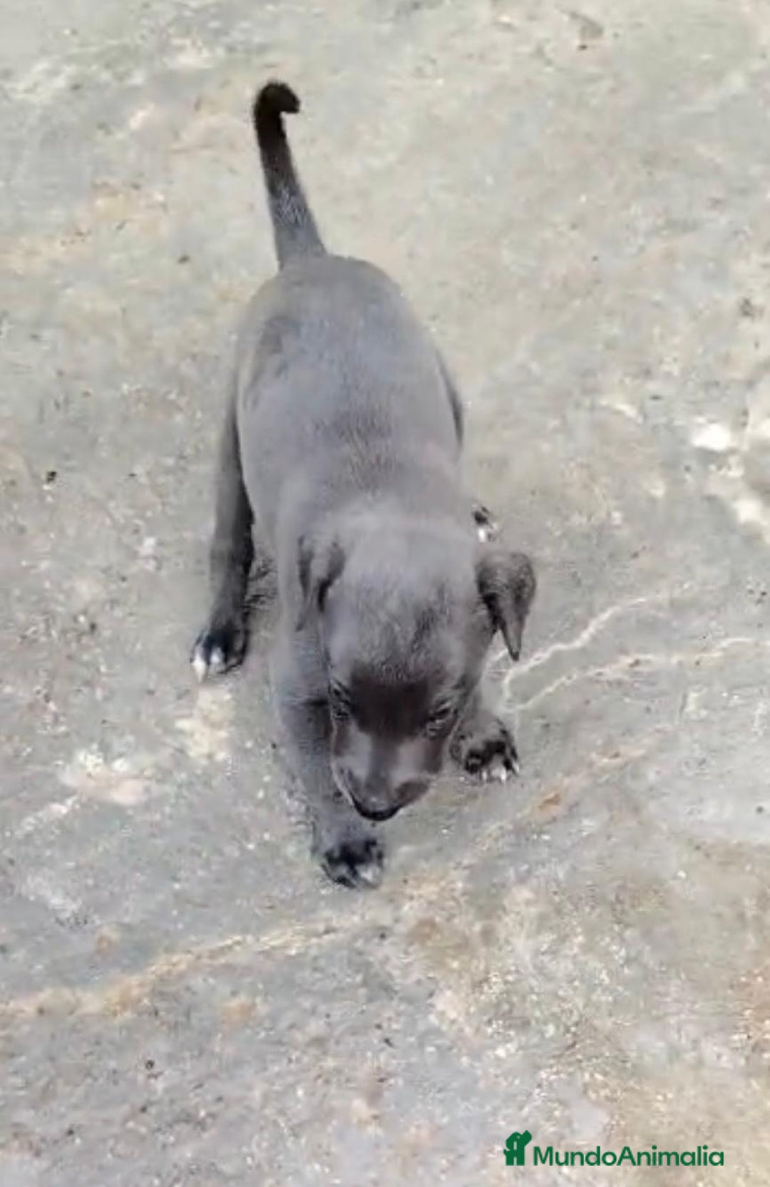 Whippet perros en venta: Whippet blue, isabela verdino - Imagen 16