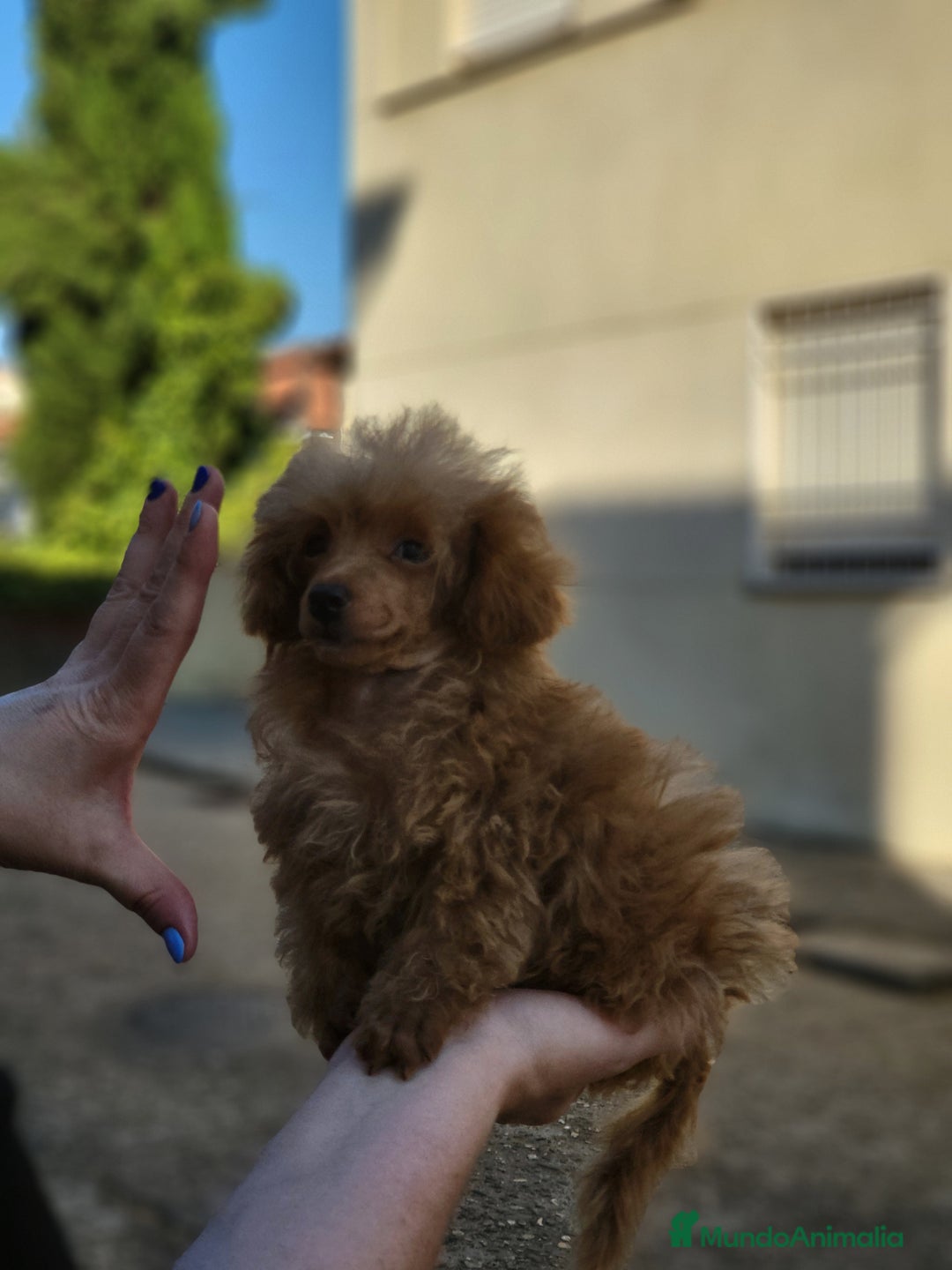 Caniche Toy perros en venta: Hembrita roja micro  - Imagen 2