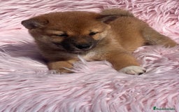 Shiba Inu perros en venta: Shiba inu roja  - Imagen 4