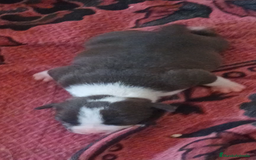 American Staffordshire-Terrier perros en venta: ✨American Staffordshire terrier con PEDIGREE!✨ - Imagen 20