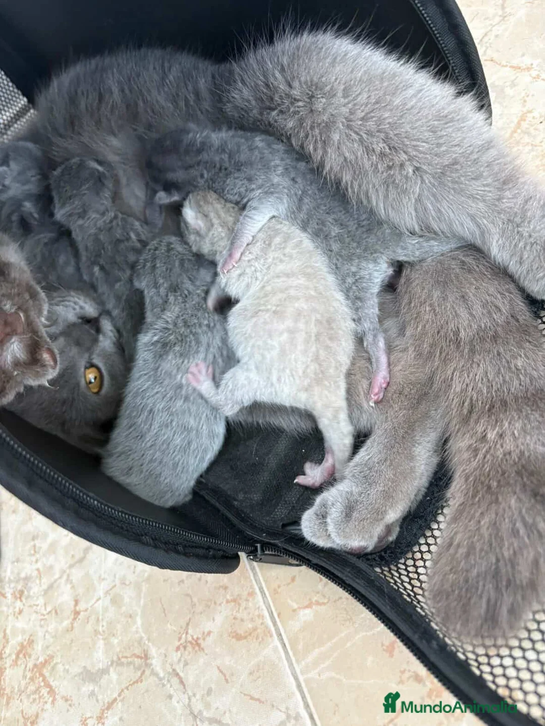 Británico de Pelo Corto Azul gatos en venta: Camada disponible de British Shorthair  - Anuncio 2