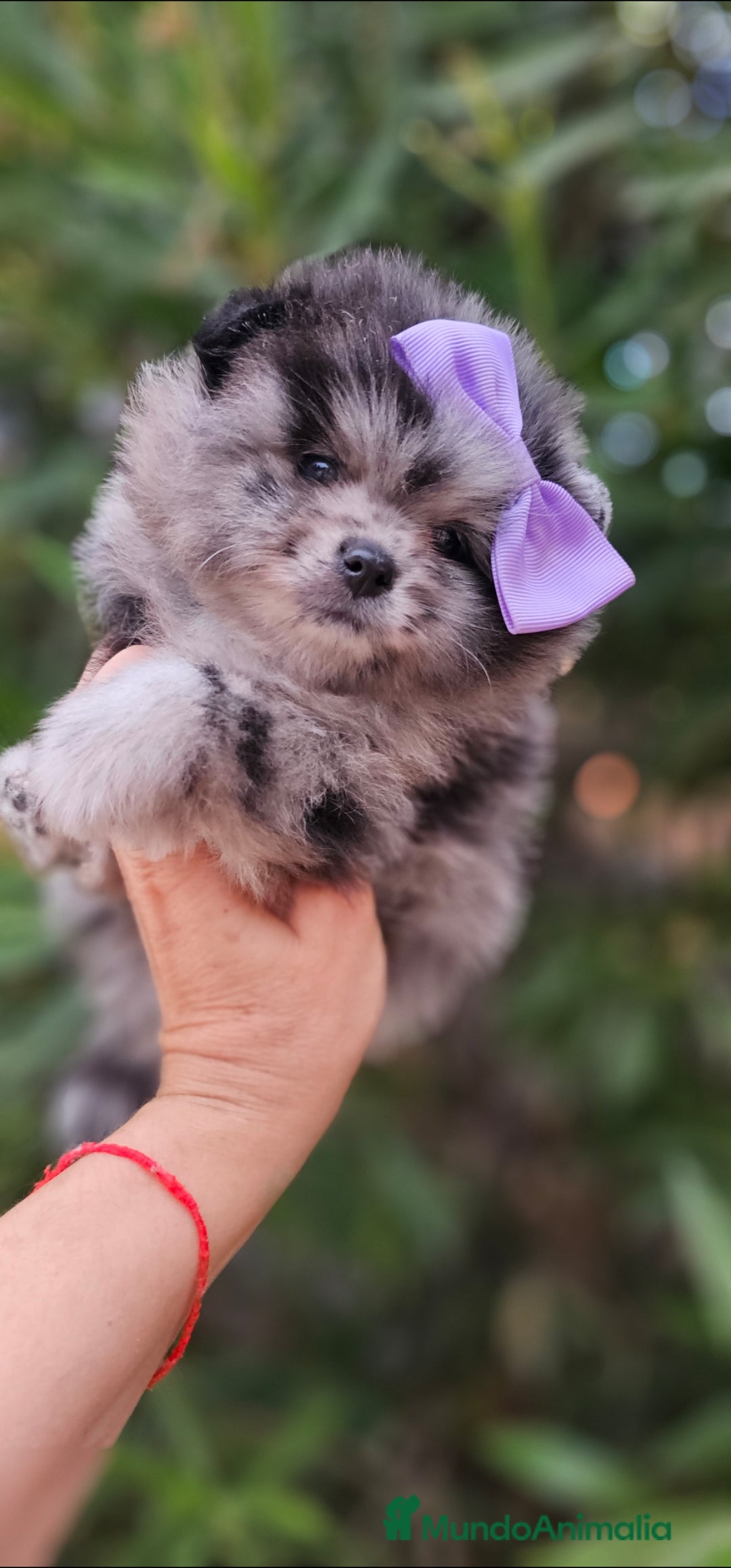 Pomerania perros en venta: Precioso machito Merle 💝 - Imagen 6