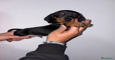 Teckel Miniatura perros Teckel  mini - Anuncio 5