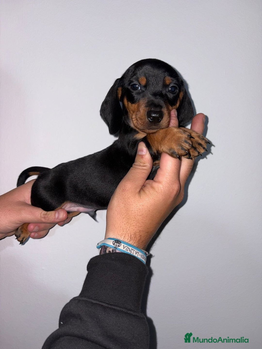 Teckel Miniatura perros en venta: Teckel  mini - Anuncio 2