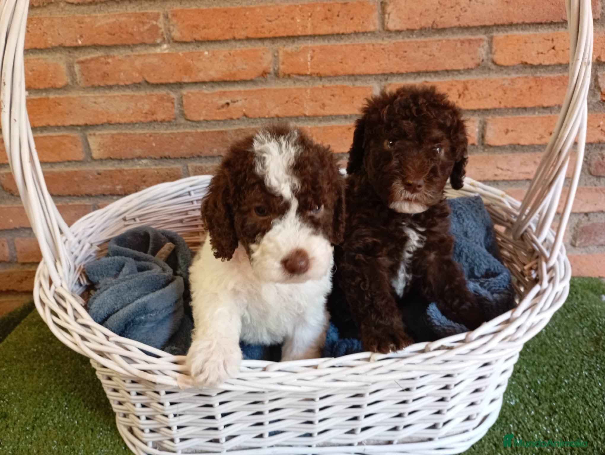 Perro de Agua Español perros Perros de agua  - Anuncio 2