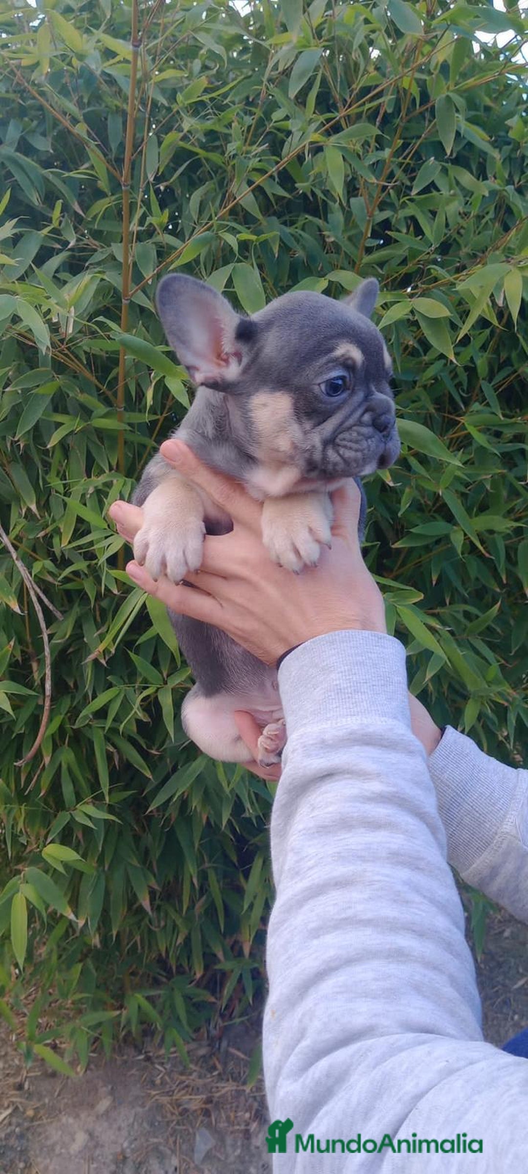 Bulldog Francés perros en venta: Dulce cachorrito de Bulldog Francés - Imagen 2