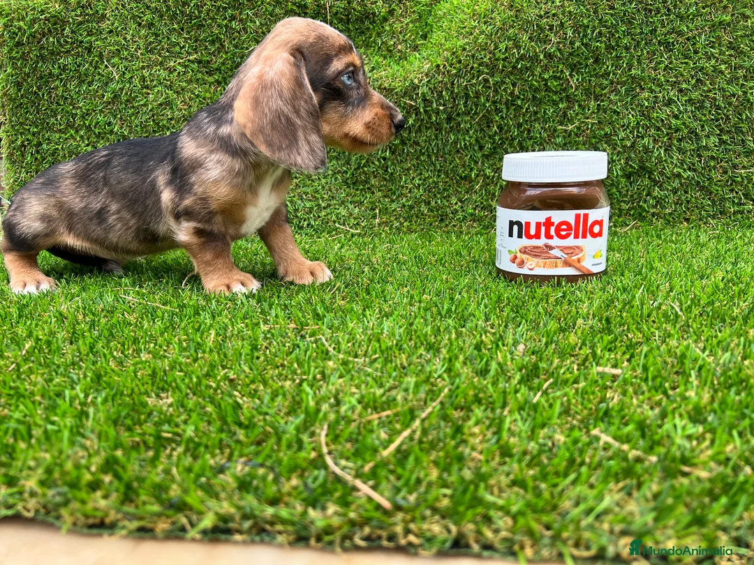 Teckel Miniatura perros en venta: Teckel MADRID  en Ciudad Real - Anuncio 6