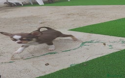 Chihuahua perros en venta: Chihuahua chocolate toys - Imagen 4