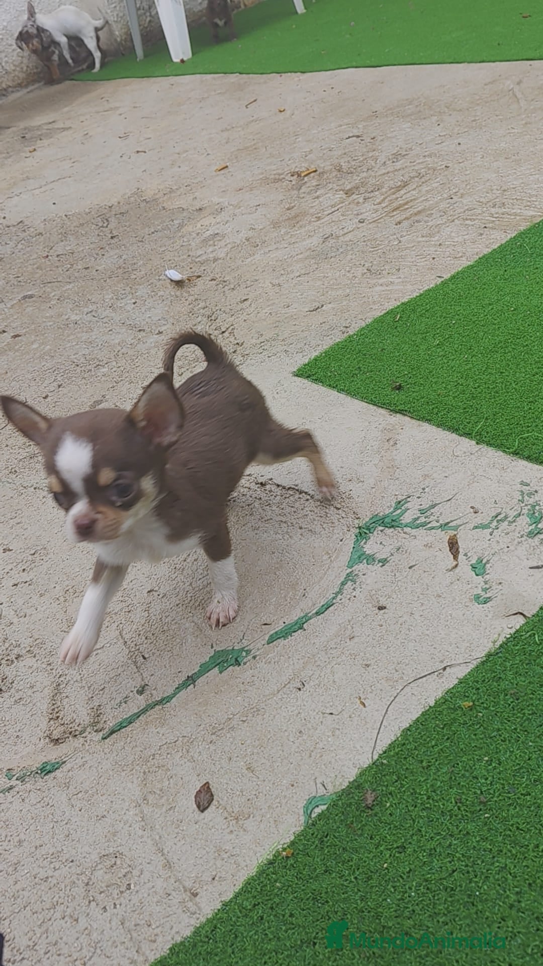 Chihuahua perros en venta: Chihuahua chocolate toys - Imagen 4