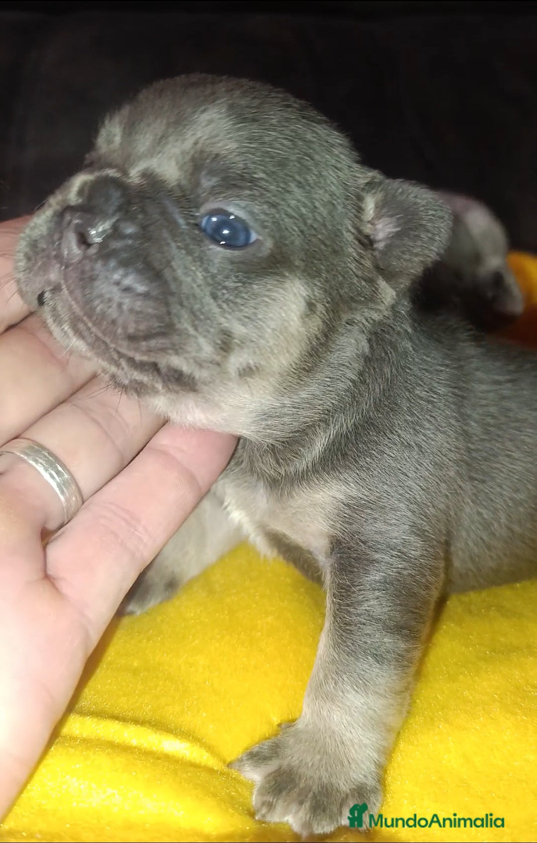 Bulldog Francés perros en venta: bulldog francés  - Anuncio 3